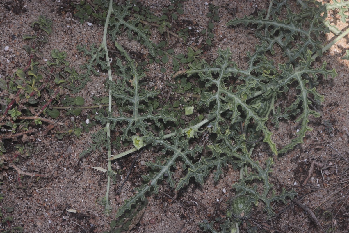 Citrullus colocynthis (L.) Schrad.